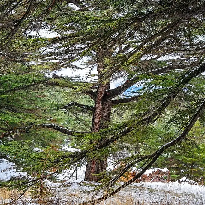 Gros plan sur un cèdre