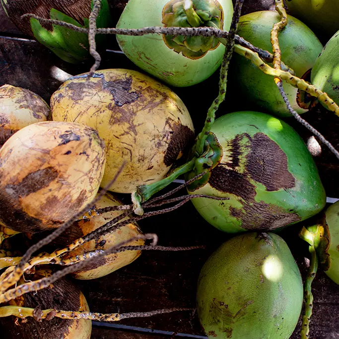 Gros plan sur des noix de coco