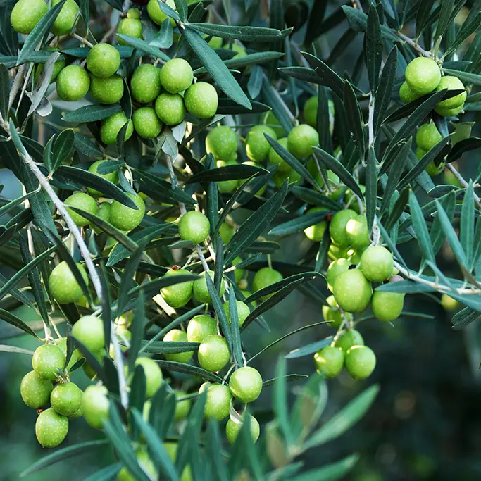 Gros plan sur des grappes d'olives