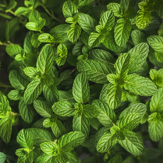 Gros plan sur de la menthe poivrée